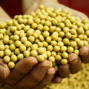 Organic Soybean