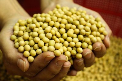 Organic Soybean