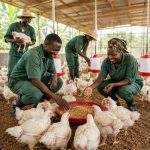 African poultry farmers feeding healthy broiler chickens in a commercial poultry farm