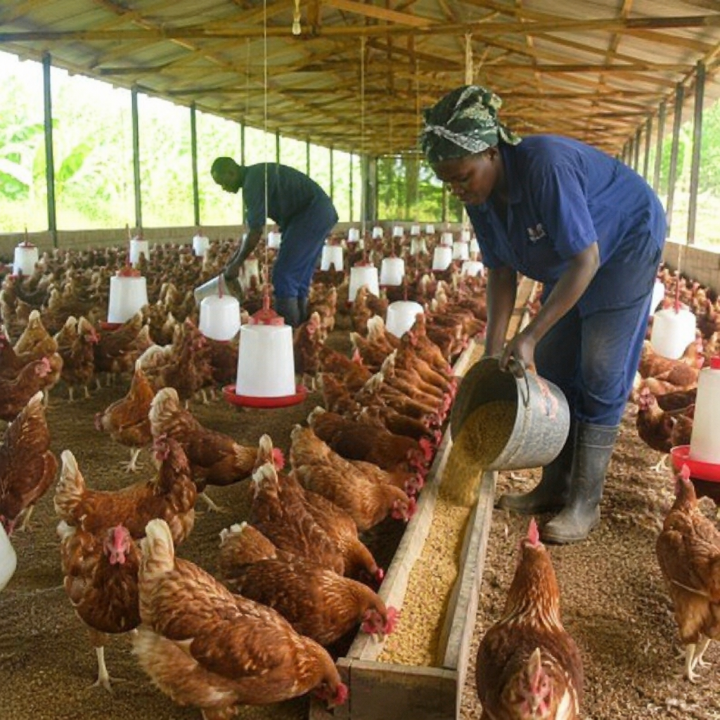 Healthy laying hens feeding on balanced nutrition in a commercial poultry farm