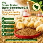 Healthy broiler chicks feeding on quality starter feed in a modern poultry farm