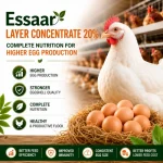Healthy layer hen with eggs in a modern poultry farm representing Essaar Layer Concentrate 20% for higher egg production and improved flock performance.
