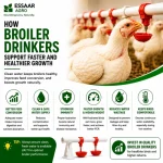 White broiler chickens drinking clean water from an automatic Broiler Drinker system to support faster growth, better feed conversion, and healthier poultry production.