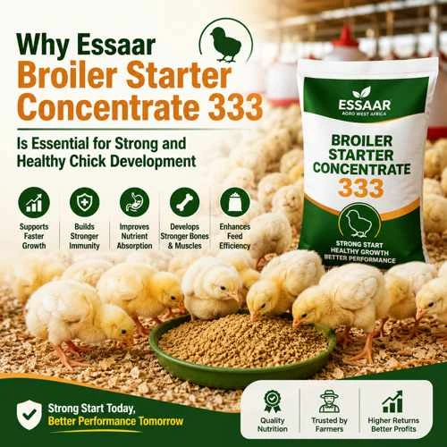 Healthy broiler chicks feeding on starter concentrate feed in a modern poultry farm