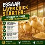 Essaar Layer Chick Starter with healthy chicks and poultry feed for strong growth.