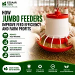 White broiler chickens feeding from a high-capacity Jumbo Feeder in a commercial poultry farm to improve feed efficiency and increase farm profits.