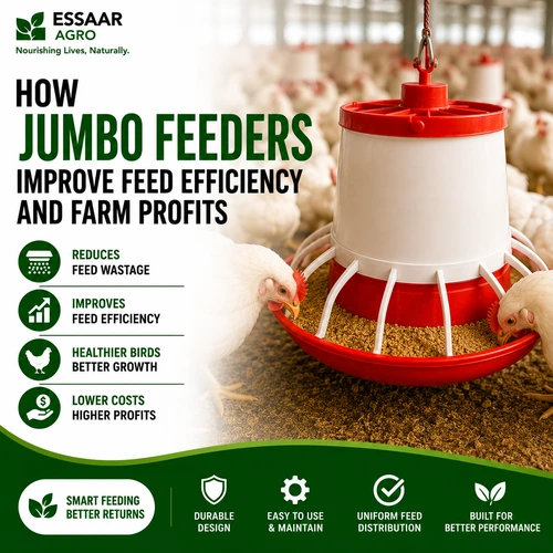 White broiler chickens feeding from a high-capacity Jumbo Feeder in a commercial poultry farm to improve feed efficiency and increase farm profits.