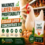 Healthy white layer hen with fresh eggs in a poultry farm representing Essaar Layer Concentrate 5% for higher egg production and improved profitability.