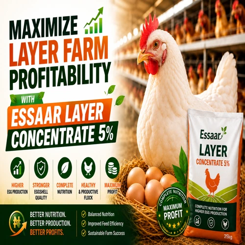 Healthy white layer hen with fresh eggs in a poultry farm representing Essaar Layer Concentrate 5% for higher egg production and improved profitability.