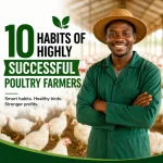 Professional poultry farmer standing confidently inside a commercial poultry farm with healthy broiler chickens, representing the habits of successful poultry farmers.