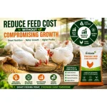 Healthy white chickens feeding on balanced poultry feed concentrate to improve growth performance and reduce feed costs.