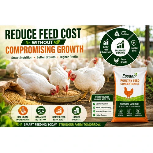 Healthy white chickens feeding on balanced poultry feed concentrate to improve growth performance and reduce feed costs.