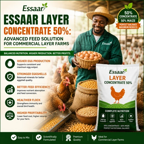Commercial poultry farmer holding eggs in a layer farm using Essaar Layer Concentrate 50% to improve egg production, feed efficiency, and farm profitability.