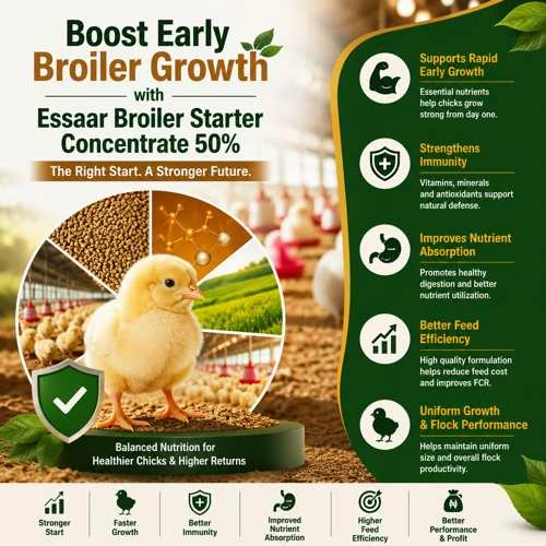 Broiler chicks receiving balanced starter nutrition for healthy growth and better feed efficiency