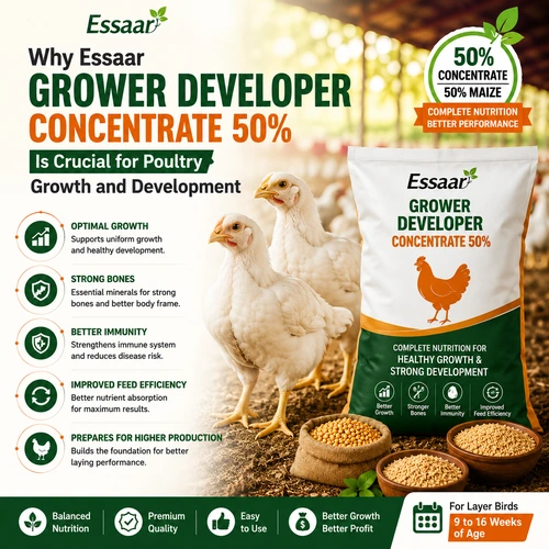 Healthy growing layer birds with Essaar Grower Developer Concentrate 50%, supporting strong growth, immunity, feed efficiency, and future laying performance.