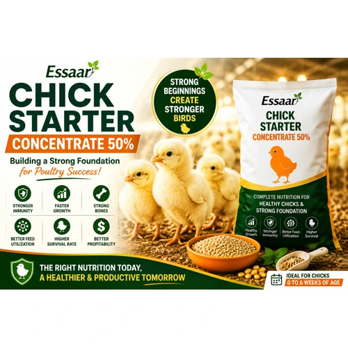 Healthy poultry chicks receiving proper nutrition during their first weeks of life for stronger growth and future productivity.