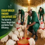 African poultry farmers feeding healthy white broiler chickens using Essaar Broiler Finisher Concentrate 333