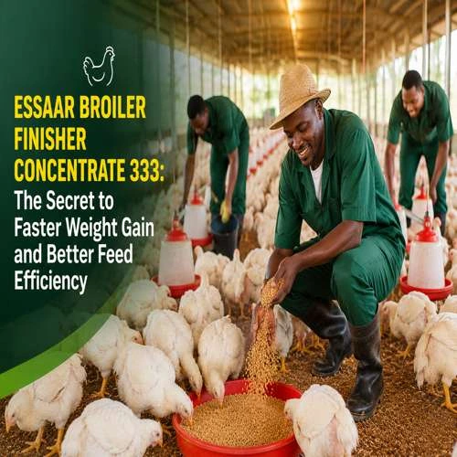 African poultry farmers feeding healthy white broiler chickens using Essaar Broiler Finisher Concentrate 333