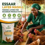African poultry farmer feeding healthy layer hens in a commercial poultry farm