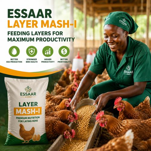 African poultry farmer feeding healthy layer hens in a commercial poultry farm