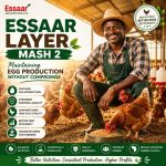 African poultry farmer with healthy laying hens using ESSAAR Layer Mash 2 for consistent egg production