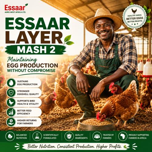 African poultry farmer with healthy laying hens using ESSAAR Layer Mash 2 for consistent egg production