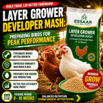 Layer Grower Developer Mash poultry feed with healthy layer chickens and grower feed.